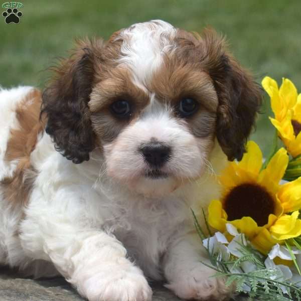Flower, Cavachon Puppy